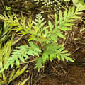 Grevilleona