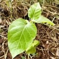 Tree Tomato