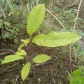 Cacao
