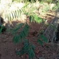 Tephrosia