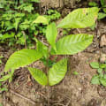 CIOCCORANEH