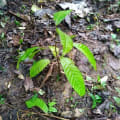 Cacao