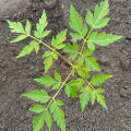 Neem