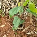 Cacao