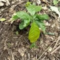 Cacao