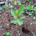 Groot