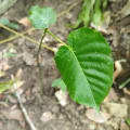Árbol dinamita