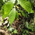 Cacao