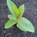 Guava