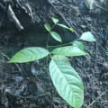 Caoba