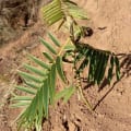 Tephrosia