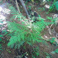 Grevillea