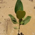 Mangrove Asiatique