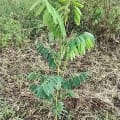 Tephrosia