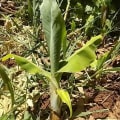 Banane