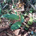 Guava