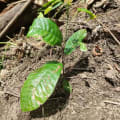 Cacao