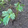 Albizia