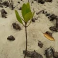 White Mangrove