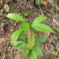 Cacaotier