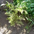 Grevillea (Keyra, Antonio, Sophia, Carlotta, A.S. 2023/24)