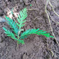 Grevillea Family