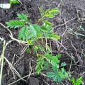 Leucaena