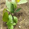 Il Cacao della Ricerca
