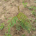Tephrosia