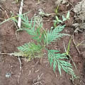 Grevillea