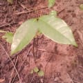 Saba Senegalensis (Kaba)