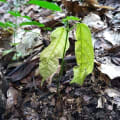 Cacao