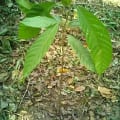 Cacao