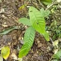 Cacao