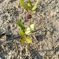 Schwarze Mangrove