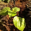 Tree Tomato