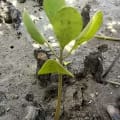White Mangrove