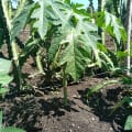 Papaya