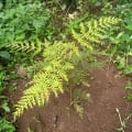 Grevillea