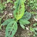 Banane