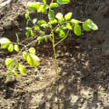 Moringa
