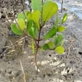 White Mangrove