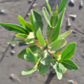 Mangrovia Rossa