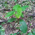 Cacao