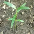 Schwarze Mangrove