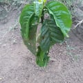 LOLLO