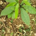 Cacao