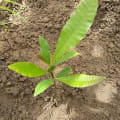 Cashew