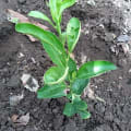 Limón