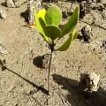 White Mangrove